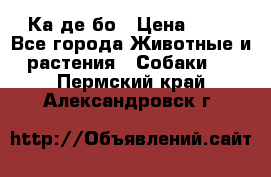 Ка де бо › Цена ­ 25 - Все города Животные и растения » Собаки   . Пермский край,Александровск г.